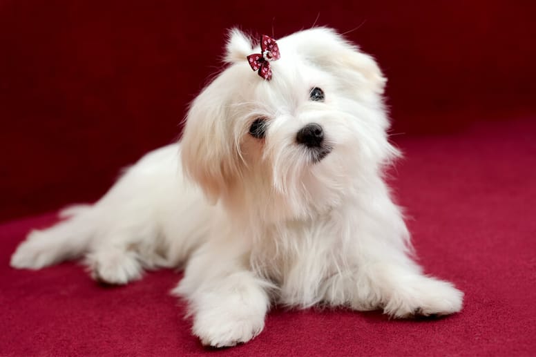 Maltezer