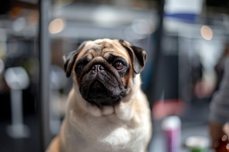 mops