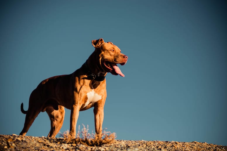 pitbul
