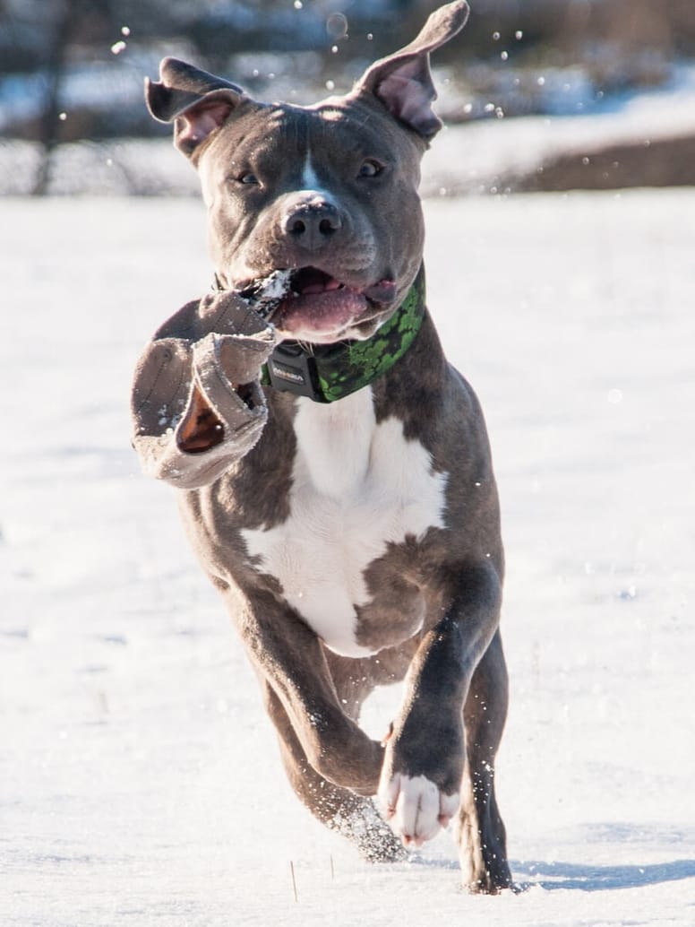 pitbull biegnie