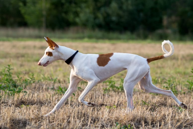 podenco z ibizy