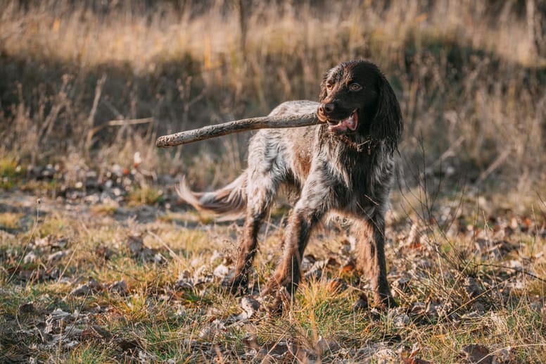polski spaniel myśliwski