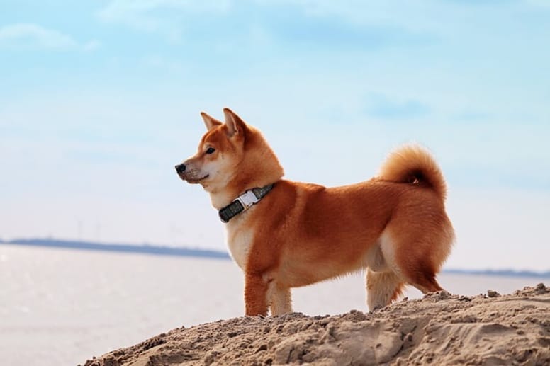shiba-inu