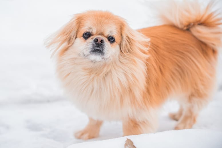 spaniel tybetański