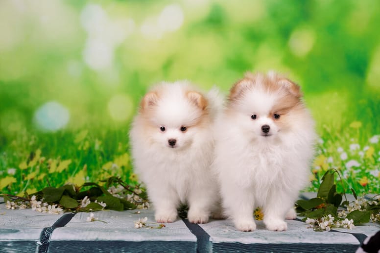 szczenięta pomeranian