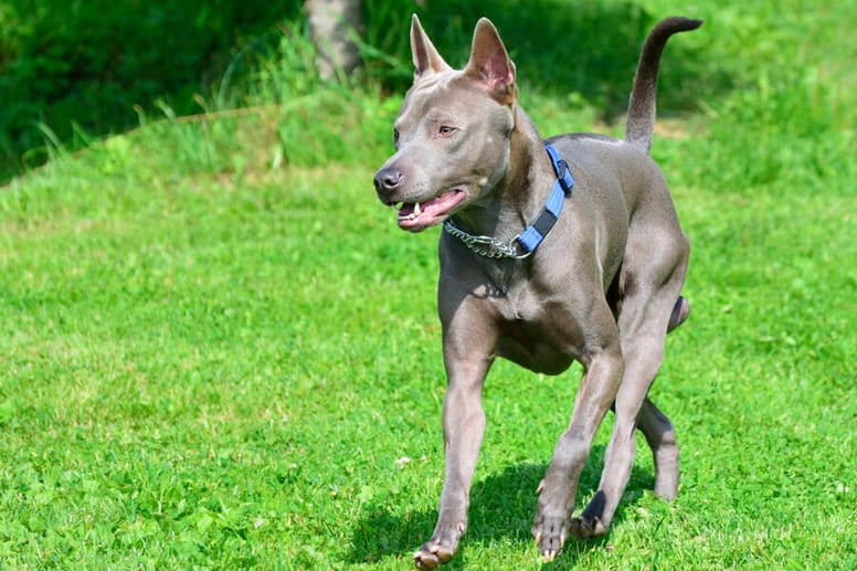 tajski ridgeback