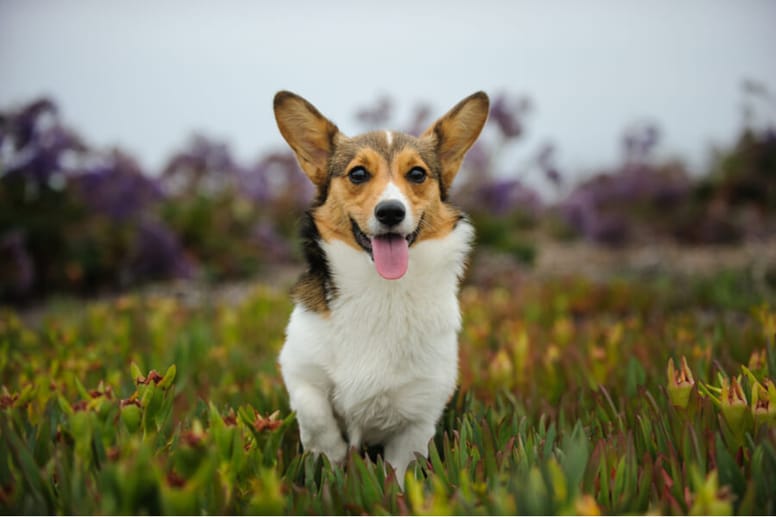 welsh corgi