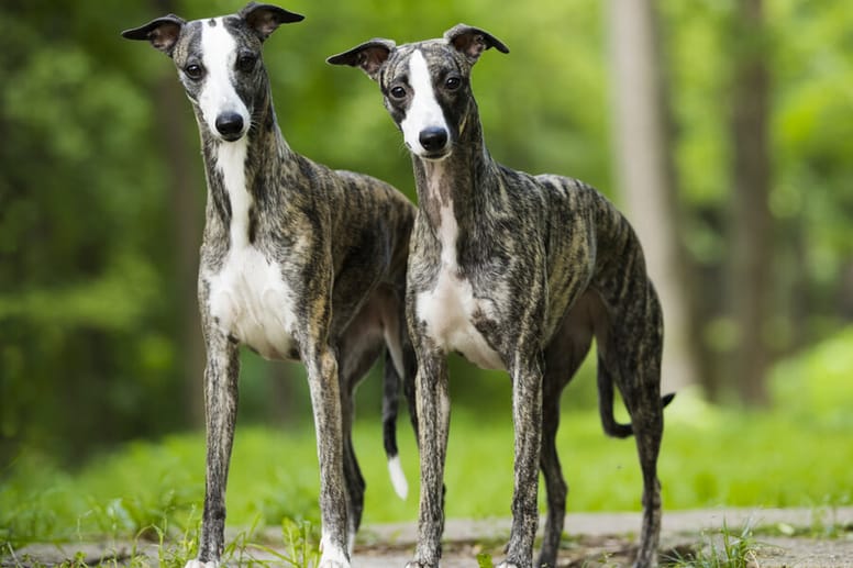 whippet