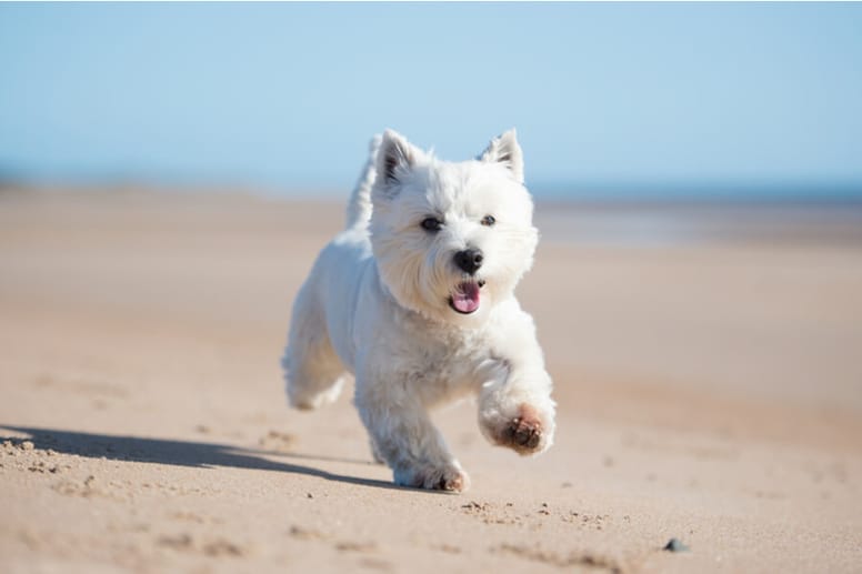 West highland white terrier