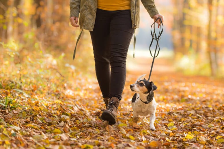 dog walker na spacerze