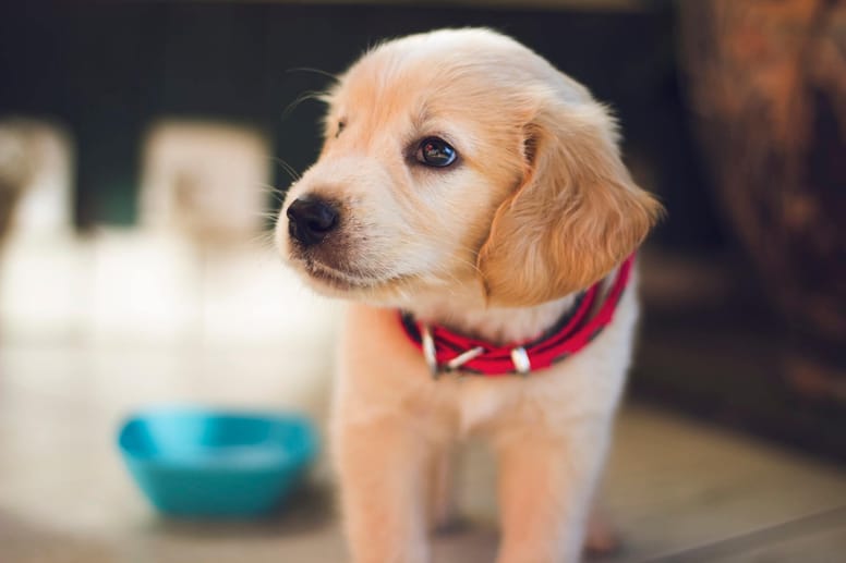 szczeniak golden retriever w domu