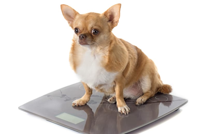 chihuahua na wadze