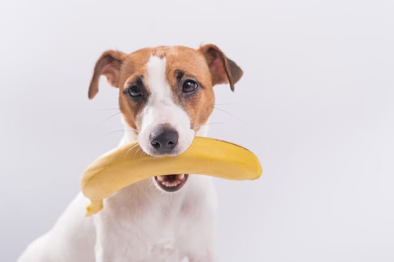 pies-banan