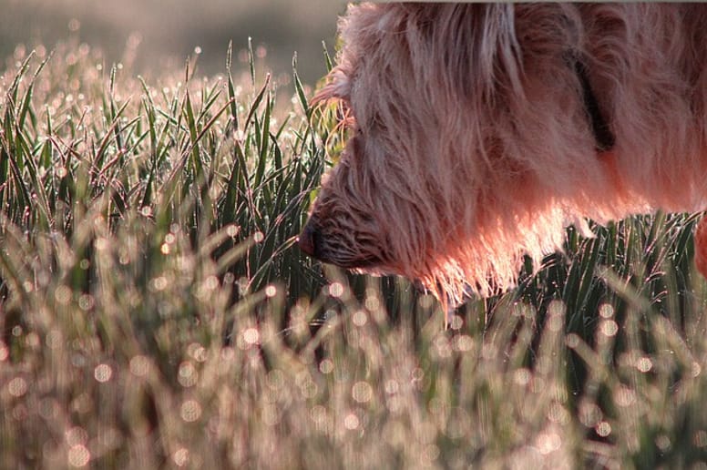 cane molecolare annusa l erba