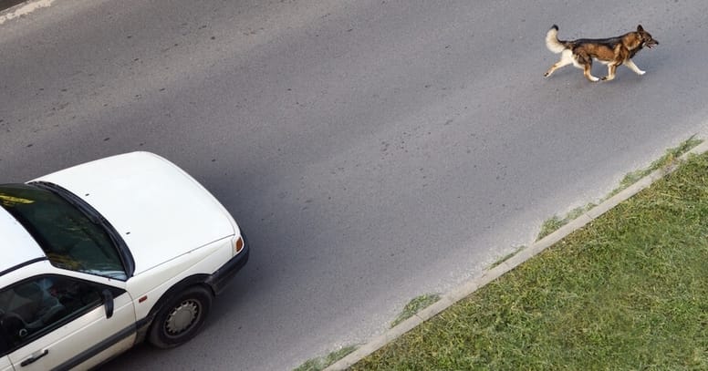 cane in strada con auto