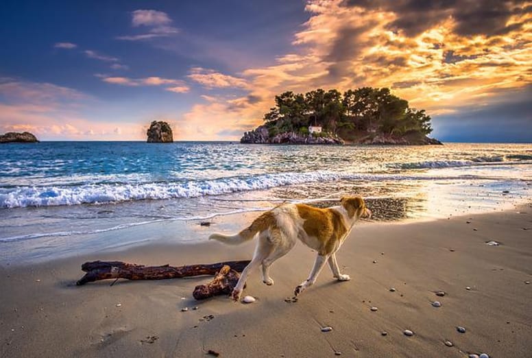 cane smarrito in spiaggia