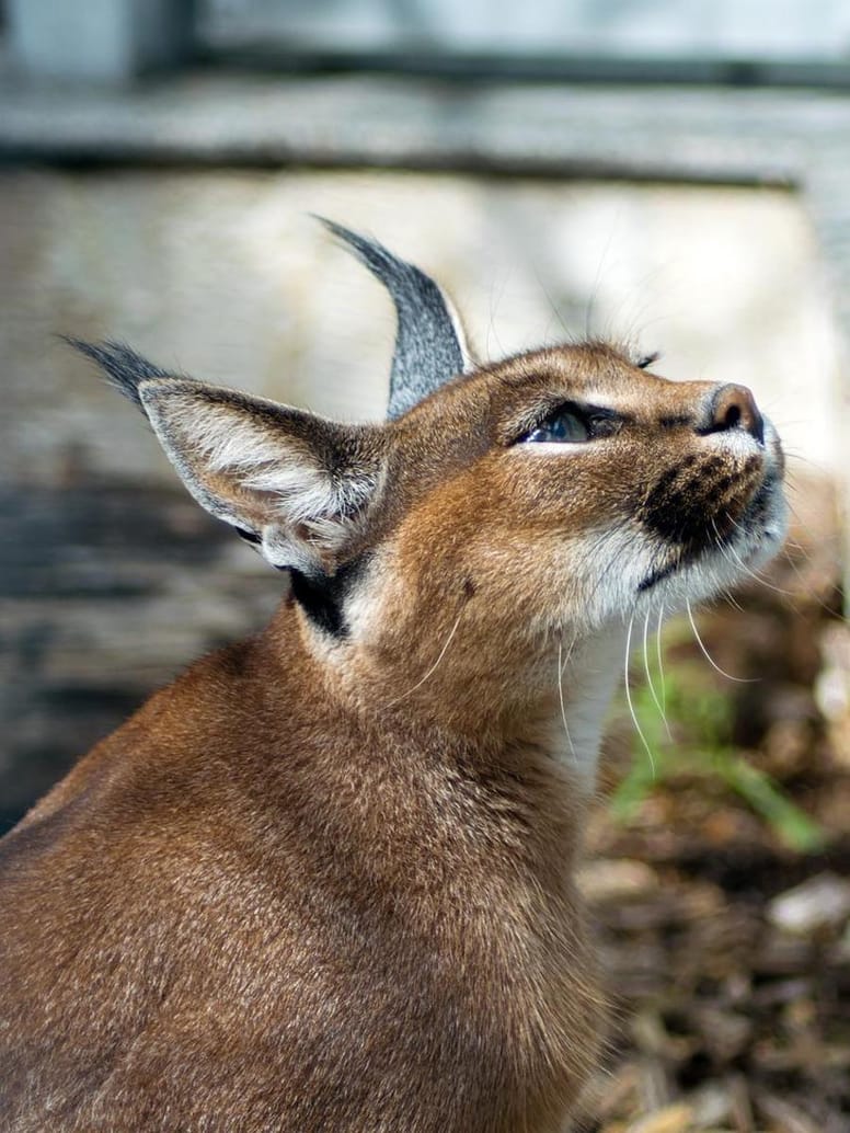 gatto Caracal di profilo