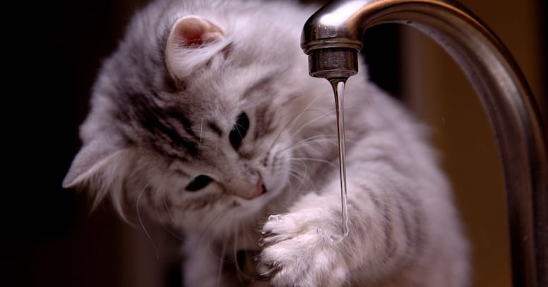 gatto gioca con acqua del rubinetto