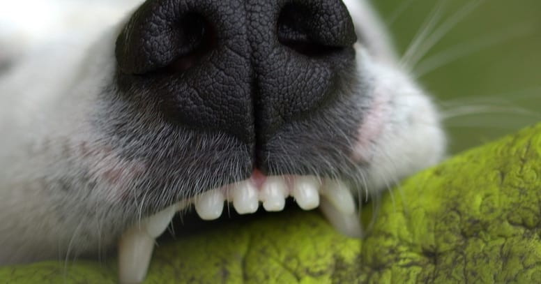 parodontite nel cane