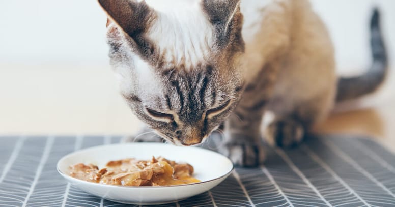 gatto con pancreatite mangia cibo adatto