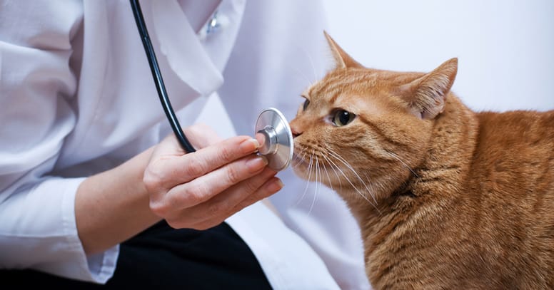 check up annuale del gatto: gatto annusa stetoscopio