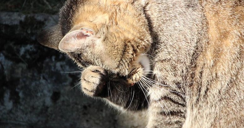 gatto con triadite si copre il muso