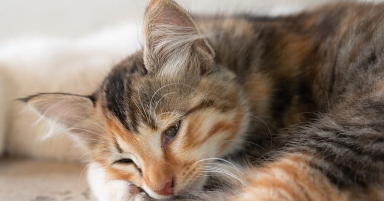 gatto steso con flebite