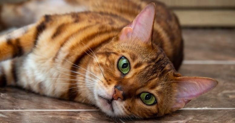 gatto su pavimento con colangite