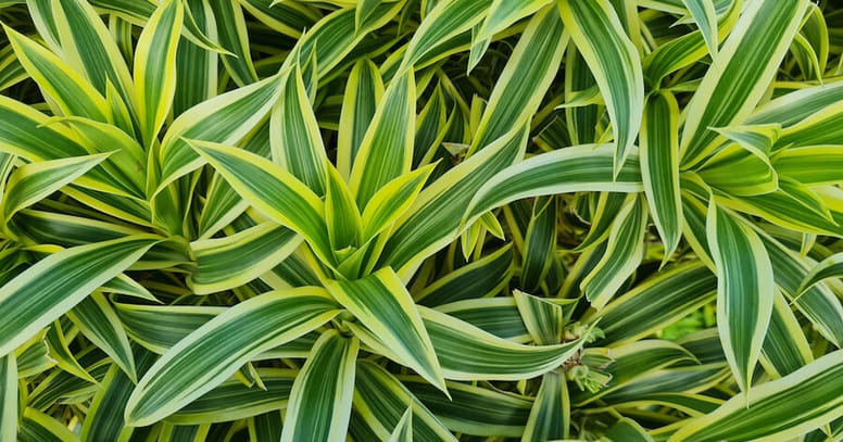 pianta di dracaena