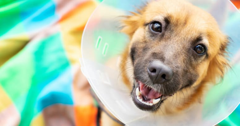 Castratie hond