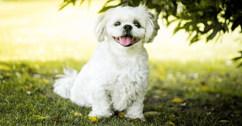 Maltezer