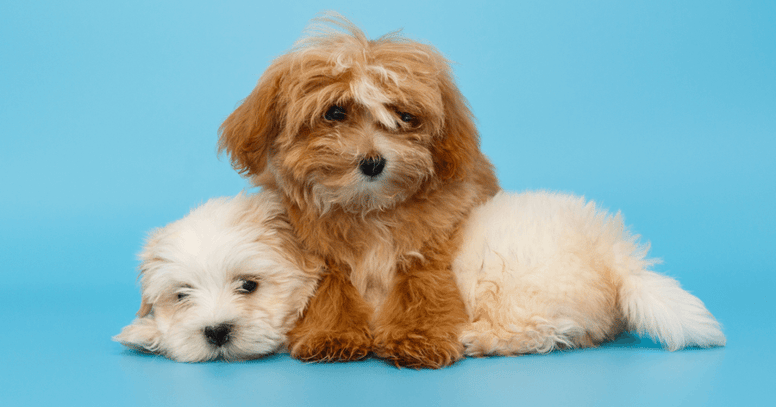 Twee verschillende kleuren Maltipoo