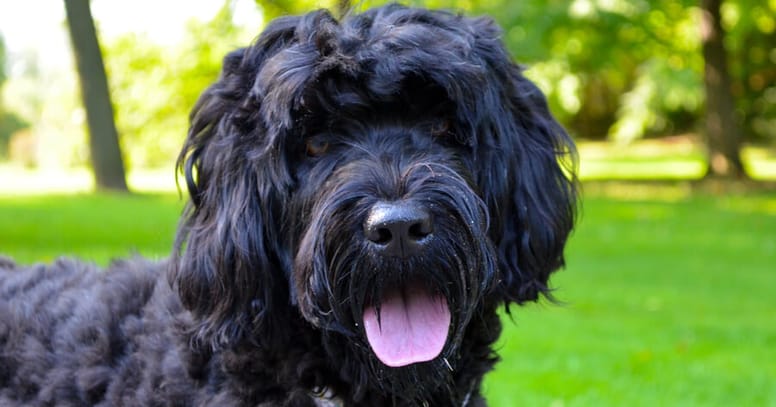 Portugese waterhond
