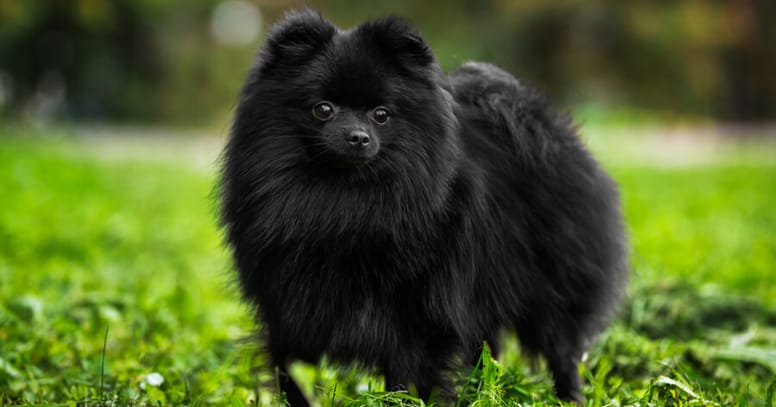 Zwarte Dwergkeeshond