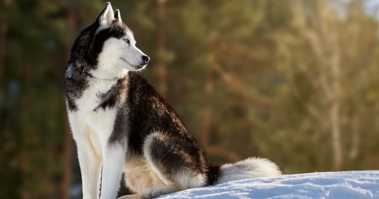 husky