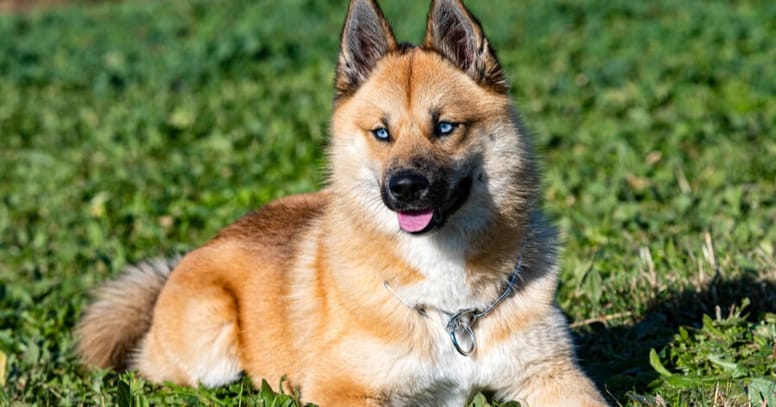 Pomsky pup
