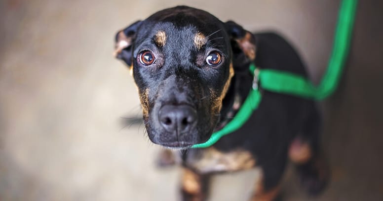 Lichaamstaal hond: hond met oren naar achter