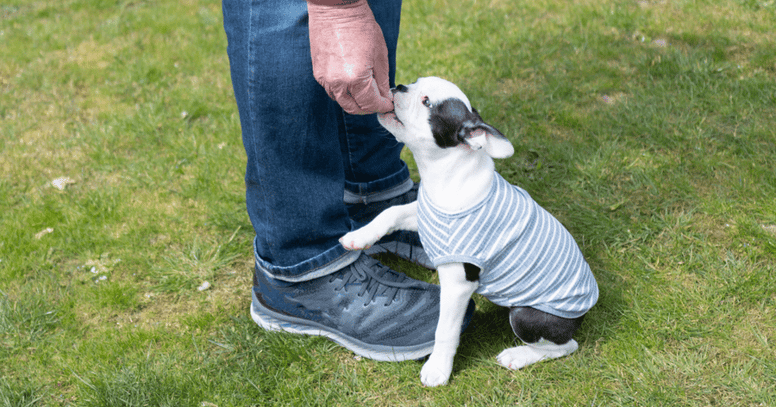 Hond krijgt beloning tijdens gehoorzaamheidstraining