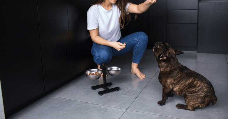 Hond oefent thuis bij voerbak gehoorzaamheidstraining