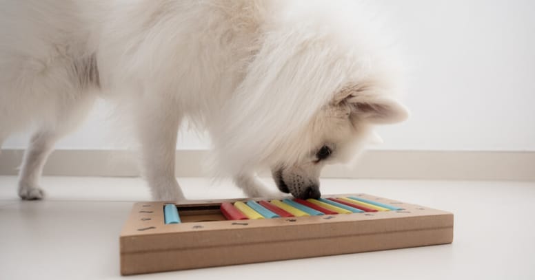 Hondenspelletjes: hond speelt