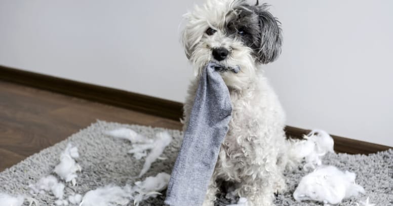 Puppy opvoeden: puppy verscheurt dingen