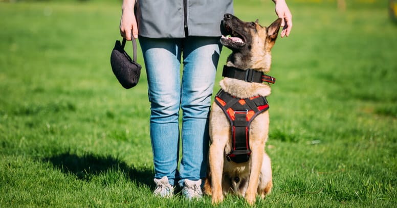 Hond in training