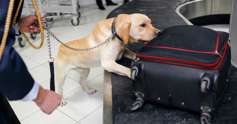 Hond speurt