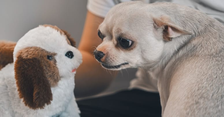 Hond met knuffel
