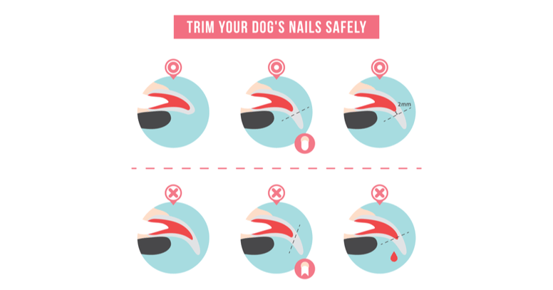 Illustratie van honden nagels