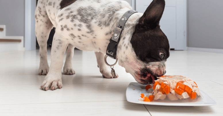Hond eet wortel van een bordje