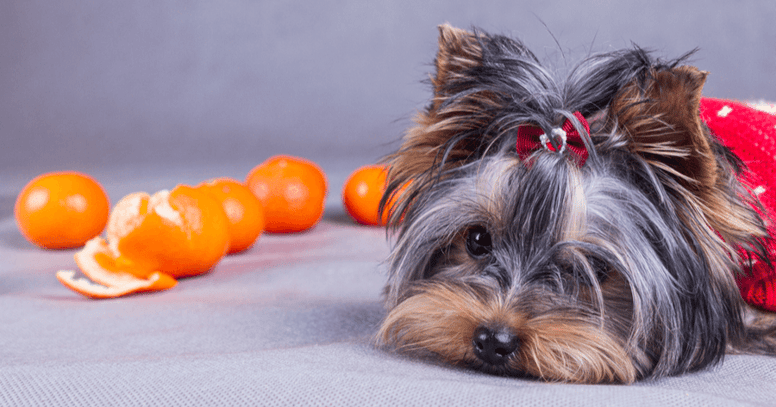 Hond met citrusvruchten