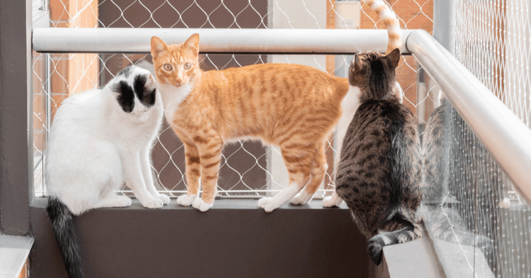 Katten op balkon met gaas