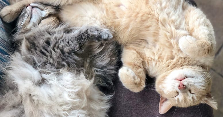 Lighouding kat op rug