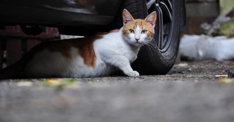 Kat onder auto